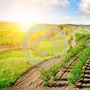 Garden with fruit trees and sunrise