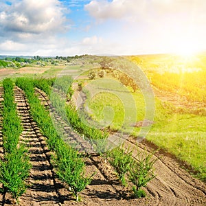 A Garden with fruit trees and sunrise. Orchard in the spring season