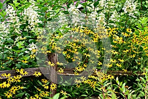 Garden full of Black-eyed Susan flowers under sunlight