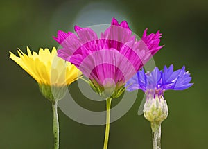 A garden full of colorful flowers attracts Hummingbird and Bees.