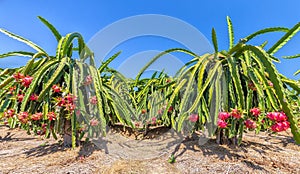 Garden full of fruit laden dragon