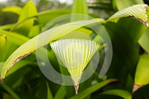 A garden full of palm grass plant