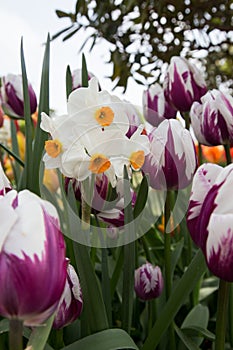 Garden full of white and purple tulips and white narcissus