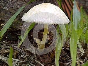 Garden fungus photo