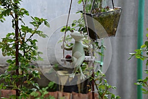 Garden and garden design, frog on a swing to the garden, dacha plot, bushes green