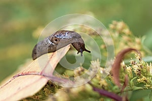 Garden, garden pest brown spotted slug on the background of autumn leaves,