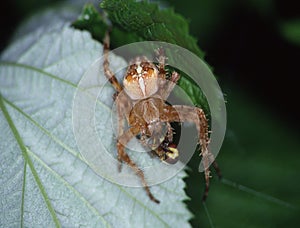 Garden garden spider on leaf