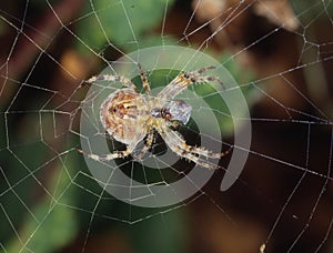 Garden garden spider on leaf