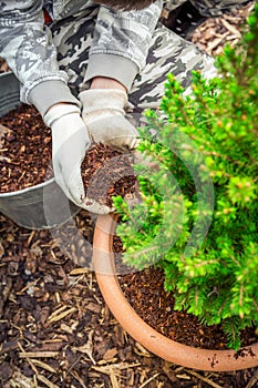 Gardening - Mulching plants with pine bark against to weeds photo