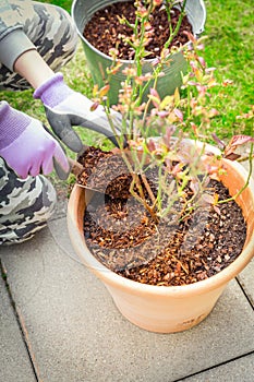 Gardening - Mulching plants with pine bark against to weeds