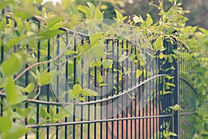 Garden gate