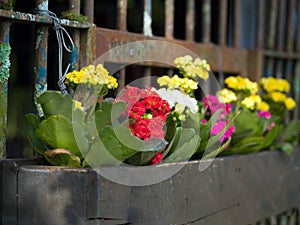 Garden Gate