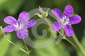 Garden geranium flowers, macro shot