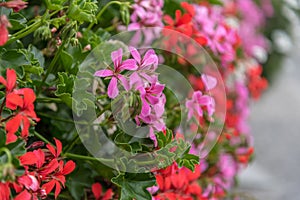 Garden Geranium in a planter