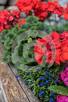 Garden Geranium in a planter