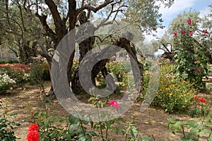 Garden of Gethsemane photo