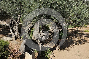 Garden of Gethsemane