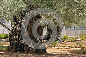 Garden of Gethsemane