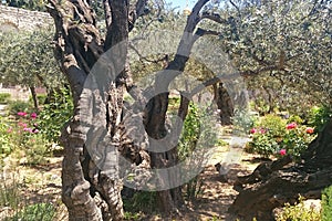 The Garden of Gethsemane in holy Jerusalem