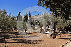 Garden of Gethsemane in Israel