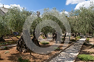 Garden of Gethsemane - Jerusalem photo