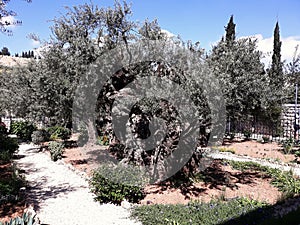 Garden of Gethsemane in Jerusalem, Israel.