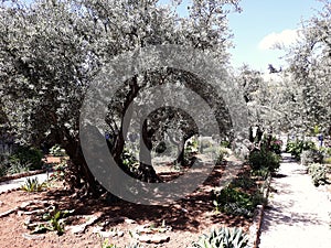 Garden of Gethsemane in Jerusalem, Israel.