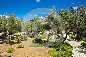 Garden of Gethsemane, Jerusalem, Israel