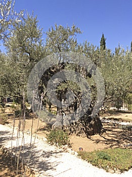 Garden of Gethsemane in Jerusalem, Israel