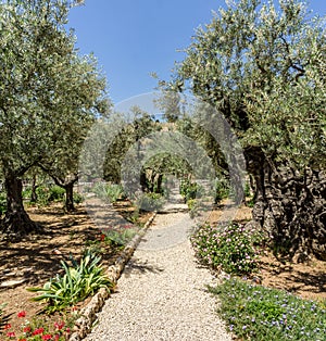 The Garden of Gethsemane in Jerusalem, Israel