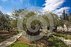 Garden of Gethsemane, Jerusalem, Israel photo