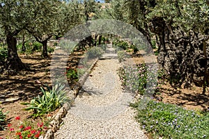 The Garden of Gethsemane in Jerusalem, Israel photo