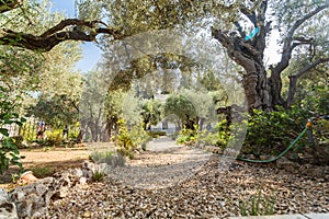 Garden of Gethsemane, Mount of Olives, Jerusalem photo