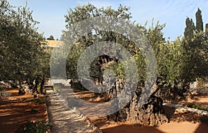 Garden of Gethsemane on Mount of Olives, Jerusalem, Israel photo