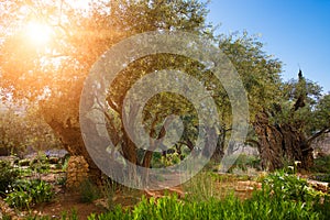 Garden of Gethsemane olive orchard. photo