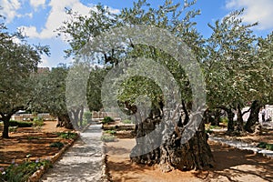Garden of Gethsemane.Thousand-year olive trees photo