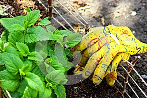 Garden Gloves on Small Fence Around Herbs Garden