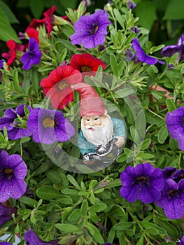 Garden Gnome in the flower bed