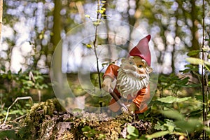 Garden gnome in the forest photo