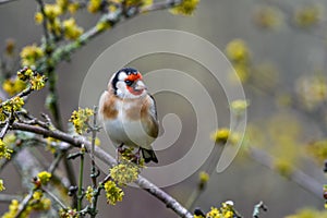 Garden goldfinch tree flowers