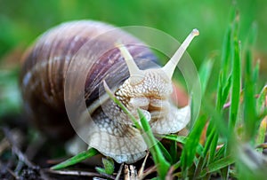 Garden, grape snail eats grass Cepaea hortensis, Helix pomatia, burgundy snail, edible snail, snails. Close-up image.