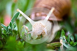 Garden, grape snail eats grass Cepaea hortensis, Helix pomatia, burgundy snail, edible snail, snails. Habitat.