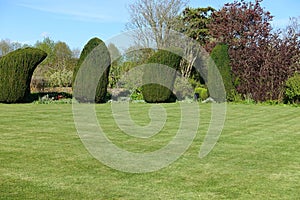 Garden Grass Lawn and Topiary