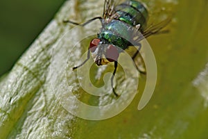 Garden Green Fly macro shot in natural environment