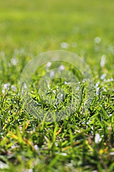 Garden green grass lawn macro perspective