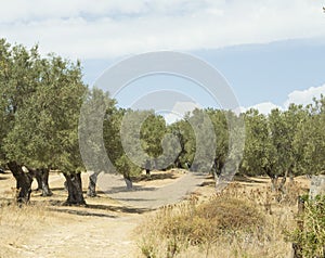 Garden with green olive trees