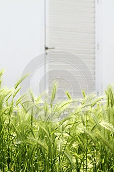 Garden green spikes house white door backgrouund