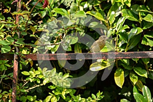 Garden Greenfinch and Rosebush