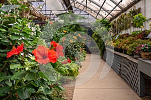 Garden greenhouse filled with tropical plants