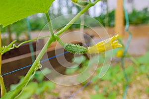 In garden greenhouse, green small cucumbers flourish during flowering and growth of crop